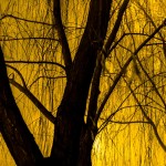 Lyrical nightlandscapes at twilight, New Hope, tree in yellow #ArtPhotography @SteveGiovinco