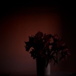 Twilight sets, with flowers: ethereal light @SteveGiovinco