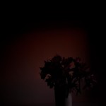 Twilight sets, with flowers: ethereal light @SteveGiovinco