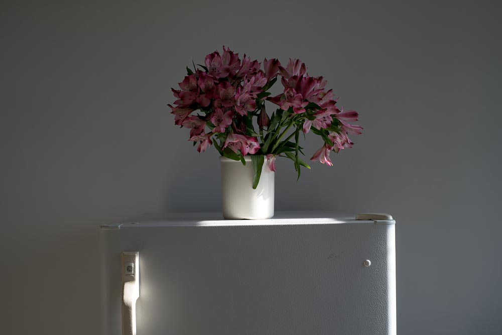 Interiors: afternoon light (flowers) @SteveGiovinco