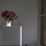 Interiors: afternoon light (flowers) @SteveGiovinco