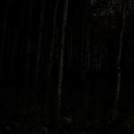 Nightlandscape: Mysterious Forest at Night, @SteveGiovinco