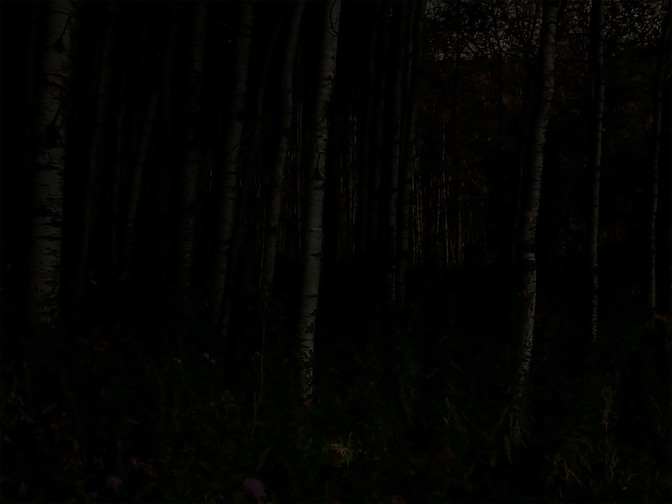 Nightlandscape: Mysterious Forest at Night, @SteveGiovinco