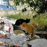 #Palermo Cats Playing in Garbage: What's Not to Like? @SteveGiovinco