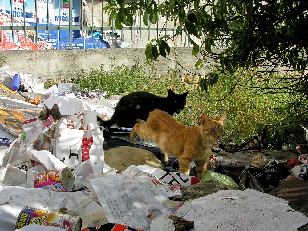 #Palermo Cats Playing in Garbage: What's Not to Like? @SteveGiovinco