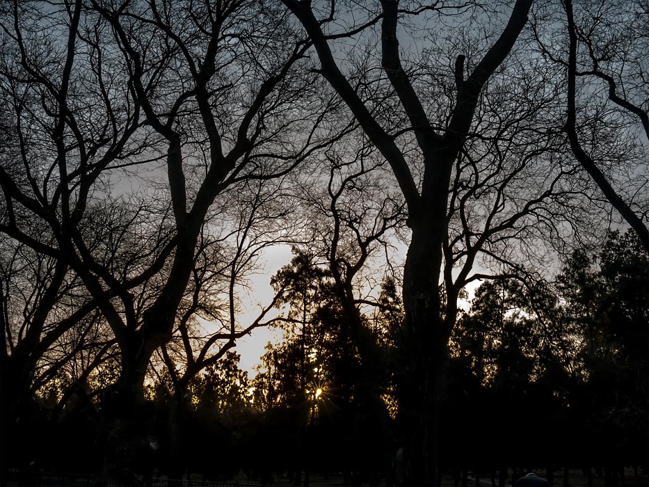Morning Arriving; Solitude of Trees [Photograph] #SteveGiovinco
