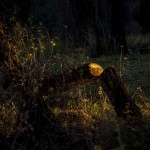 The Translucent Stump: Wyoming Twilight Night Landscape Photograph Steve Giovinco
