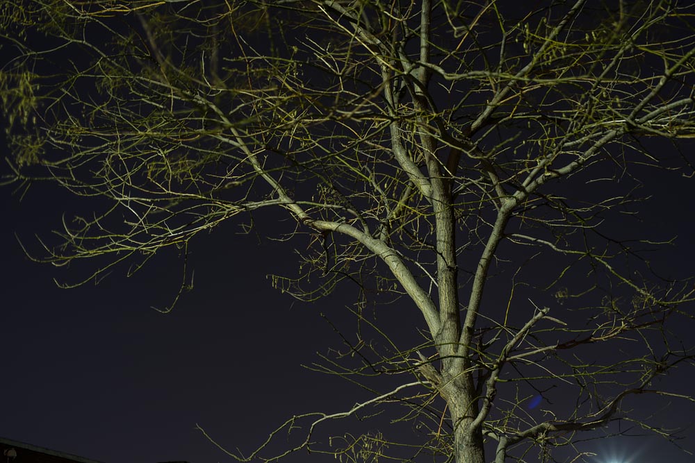 Fine art editorial photography commissions night landscape tree, Steve Giovinco