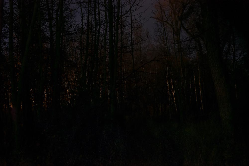 Forest, 2am: Until the End of the World