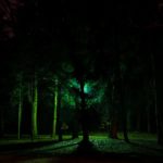 Until the End of the World: Eerie Night Tree