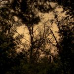 Lyrical Dark Nights, South of France: Forest