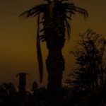 Lyrical Dark Nights, South of France: Palm, Yellow Sky