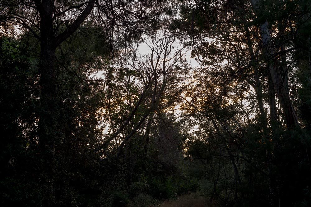 Lyrical Dark Nights, South of France: Sunset Through the Trees