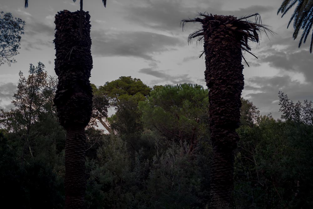 Lyrical Dark Nights, South of France: Palm Totems