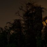 Artist-in-Residence, Rhapsodic Night Landscape Photographs and Exhibition in France: Trees Near Chateau