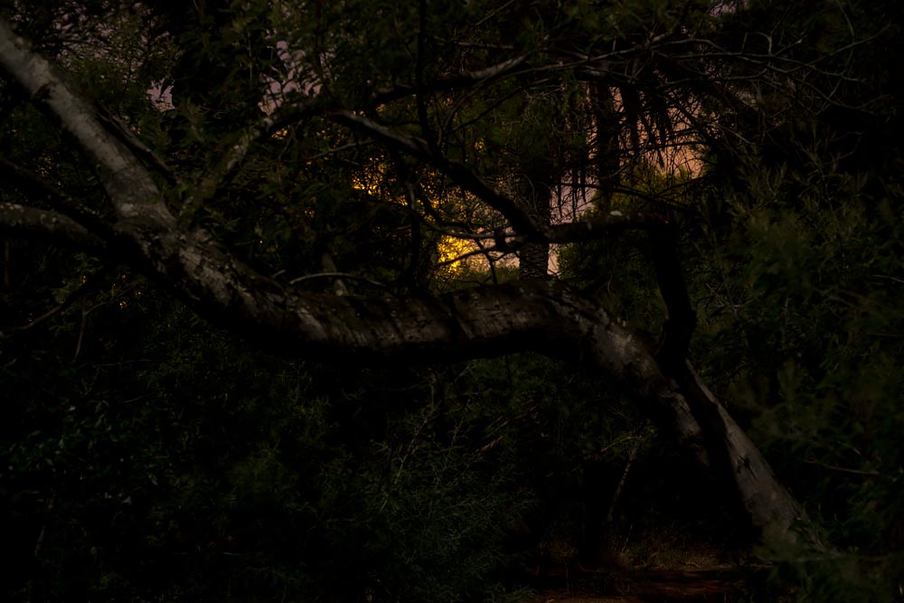 Artist-in-Residence, Rhapsodic Night Landscape Photographs and Exhibition in France: Trees Yellow Light