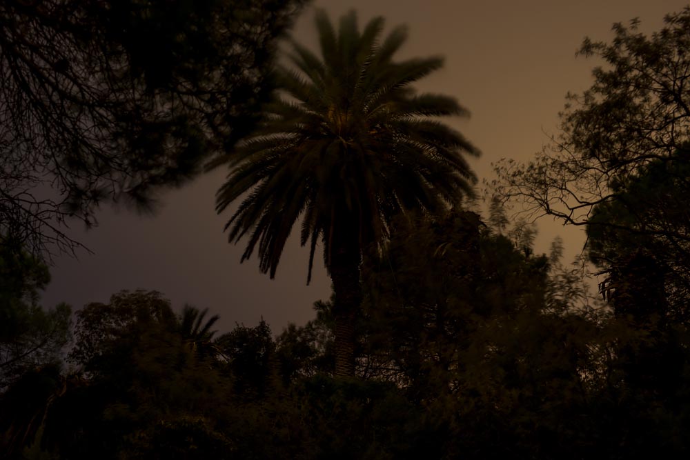 Artist-in-Residence, Rhapsodic Night Landscape Photographs and Exhibition in France: Palms
