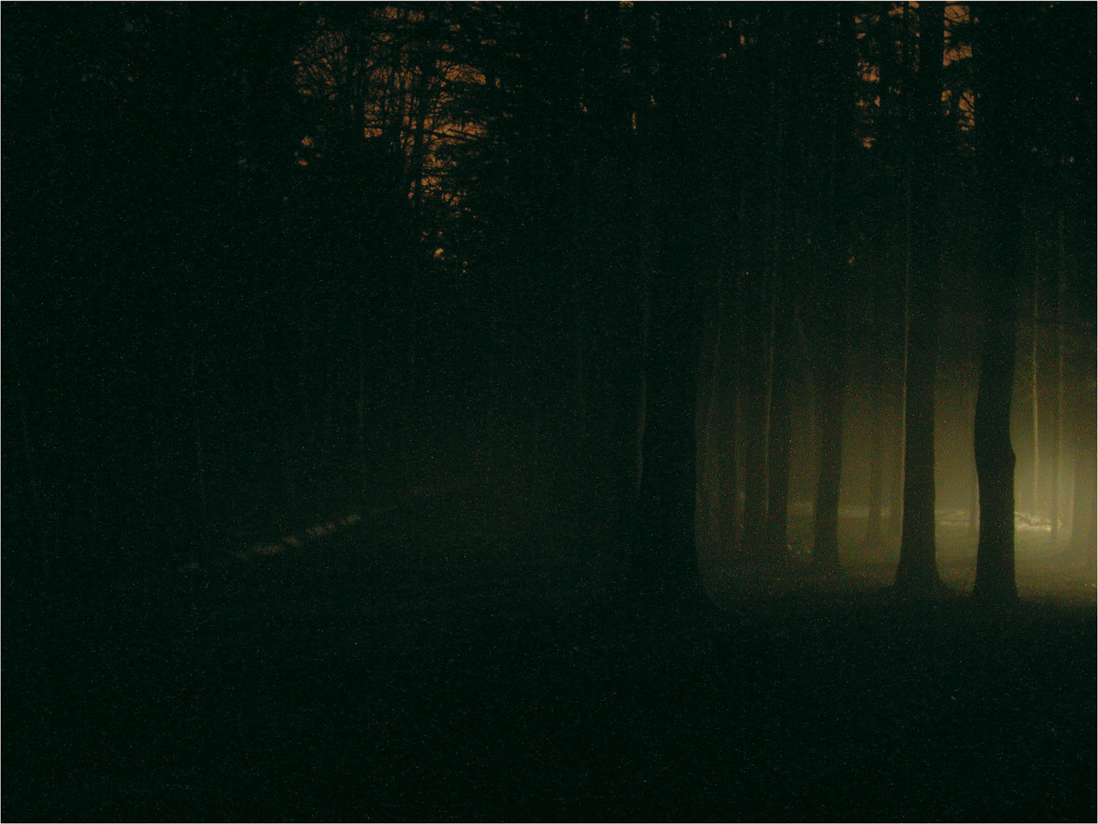 An Eerie Night in Winter: Yellow Fog and Trees