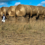 Scenes From a Life: Intimate Couples, Hay
