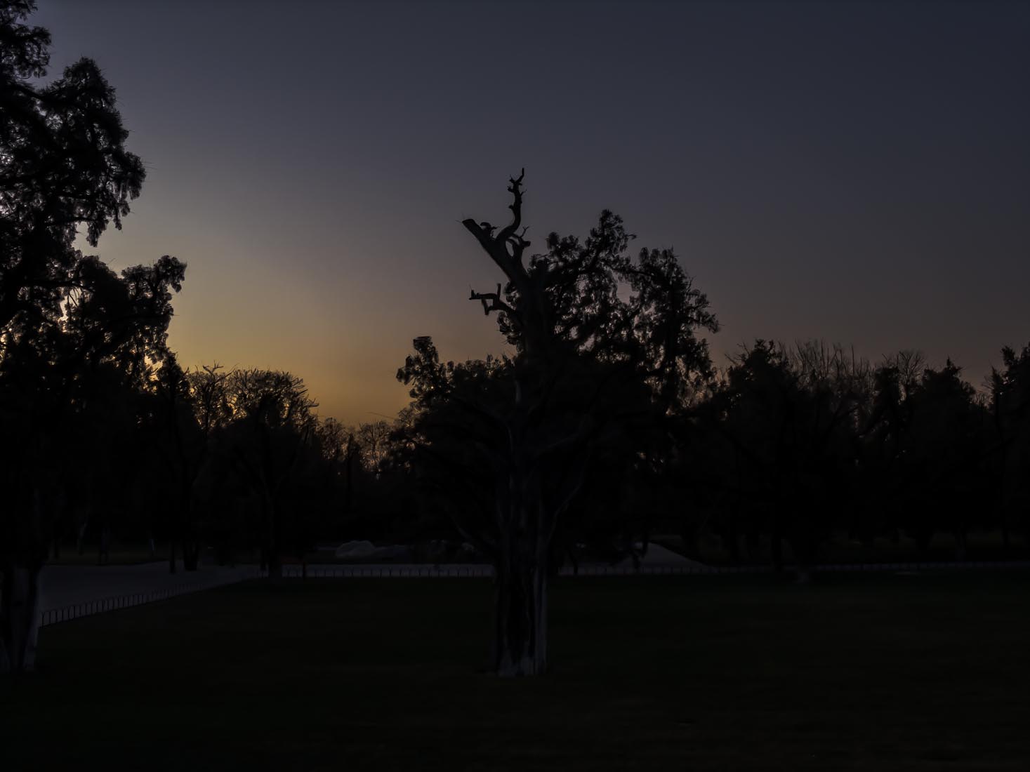 Mysterious Twilight/Night World: Trees Sunset