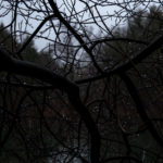 Lyrical Night Landscape Photographs: Twigs in Rain