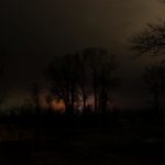 Lyrical Night Landscape Photographs: Night Trees