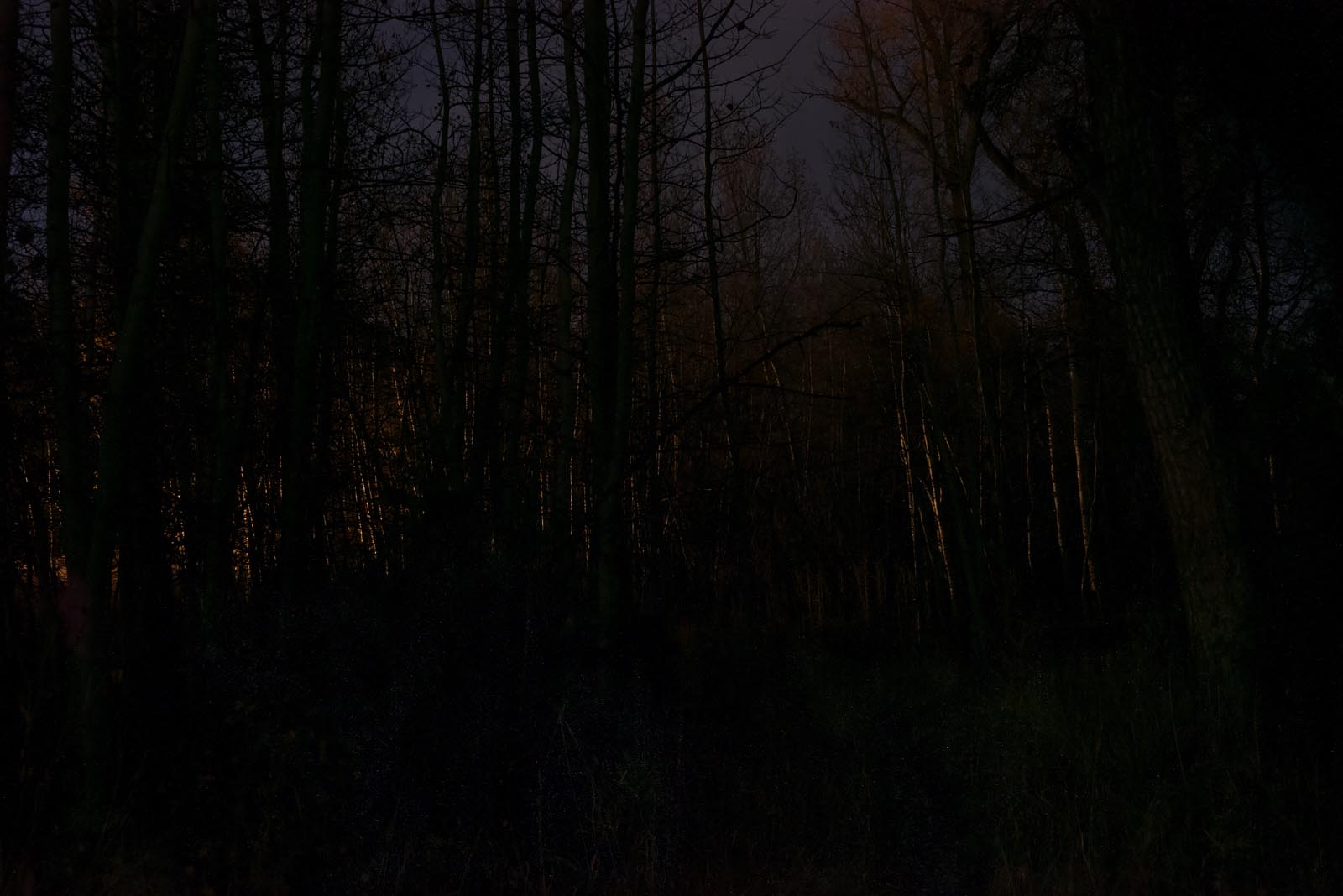Lyrical Night Landscape Photographs: Forest Night