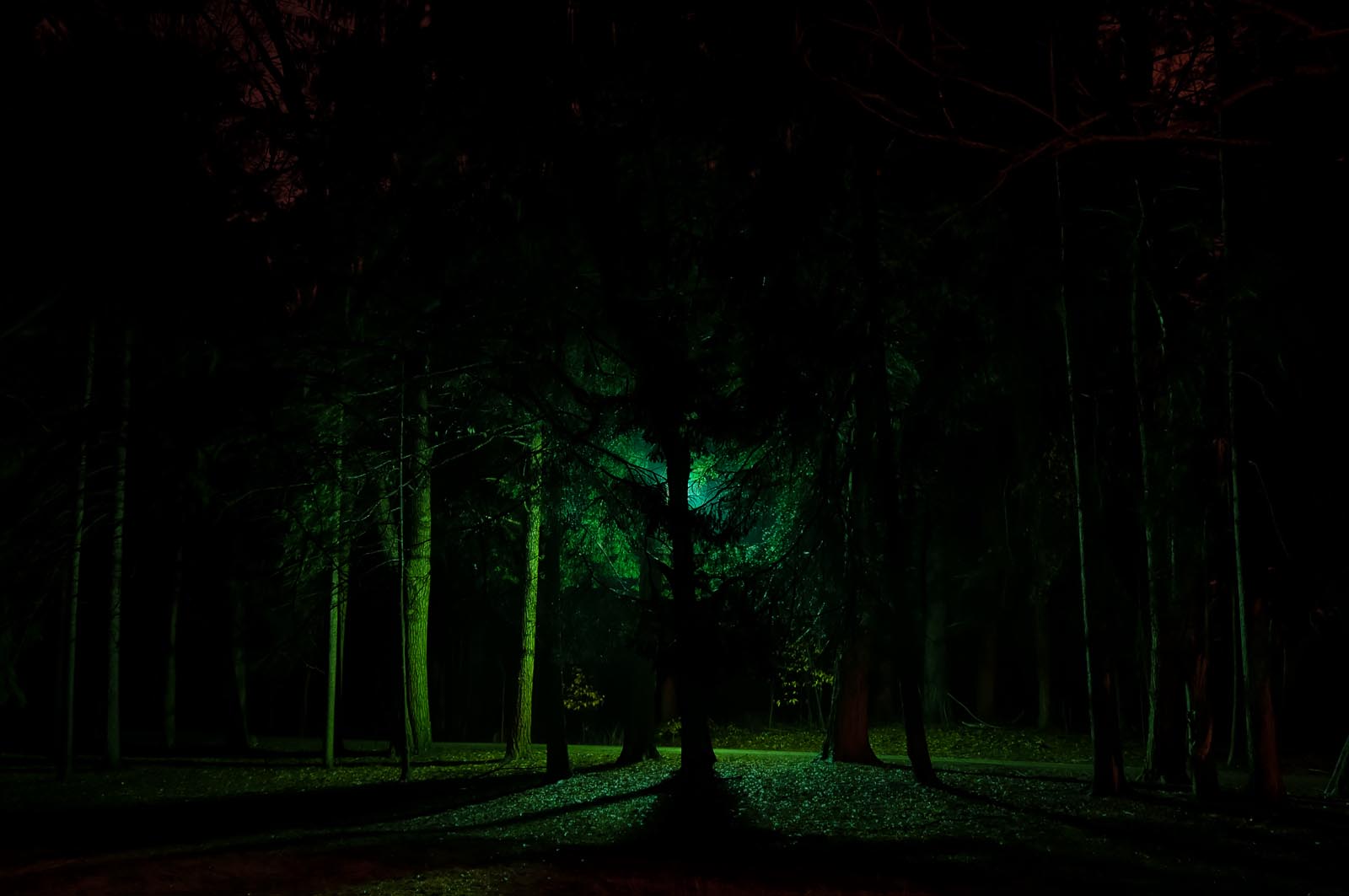 Lyrical Night Landscape Photographs: Green Tree