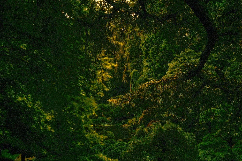 Artist Talk: Photographing the Night Landscape at Bloedel Reserve, Bainbridge Island Garden