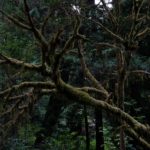 Artist Talk Bloedel Reserve, Bainbridge Island Steve Giovinco Strange Tree