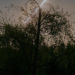 Artist Talk Bloedel Reserve, Bainbridge Island Steve Giovinco Moon Stream Over Tree